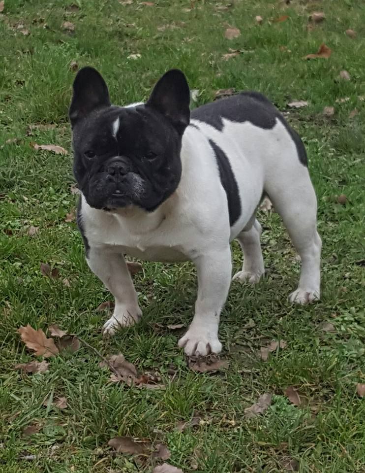 Indy-when Of very Promising