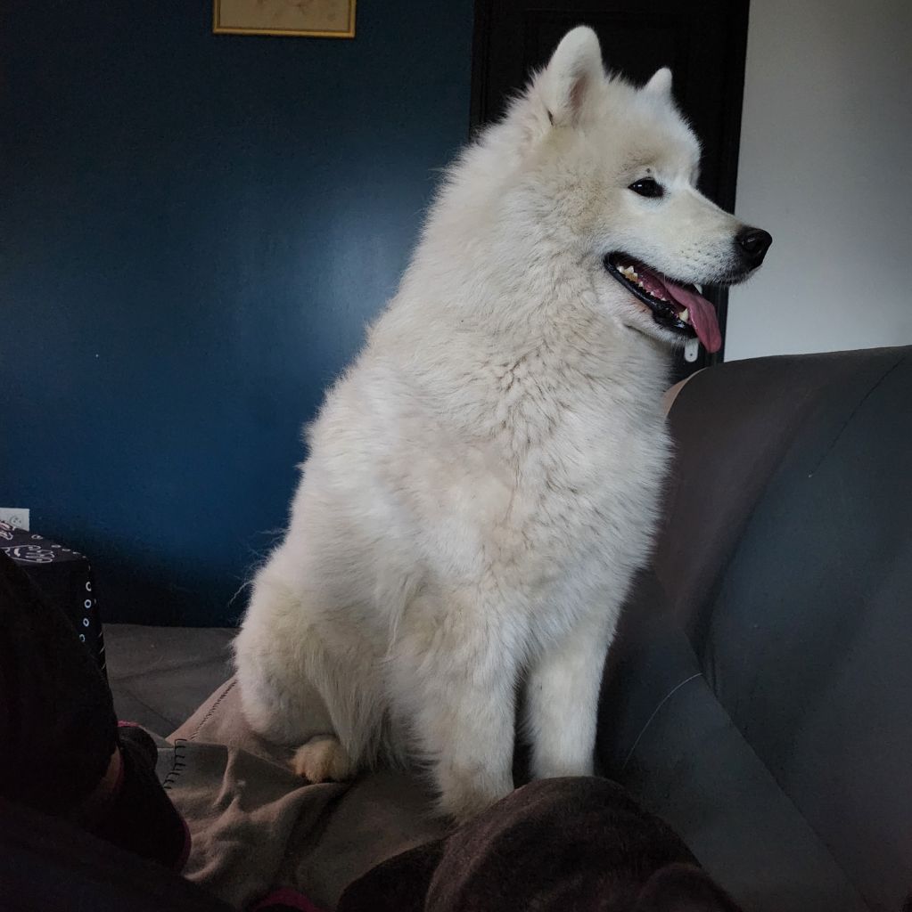 Sachka (Sans Affixe)