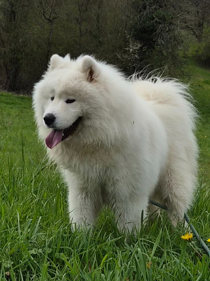 Volkov magerezh magerezh cali