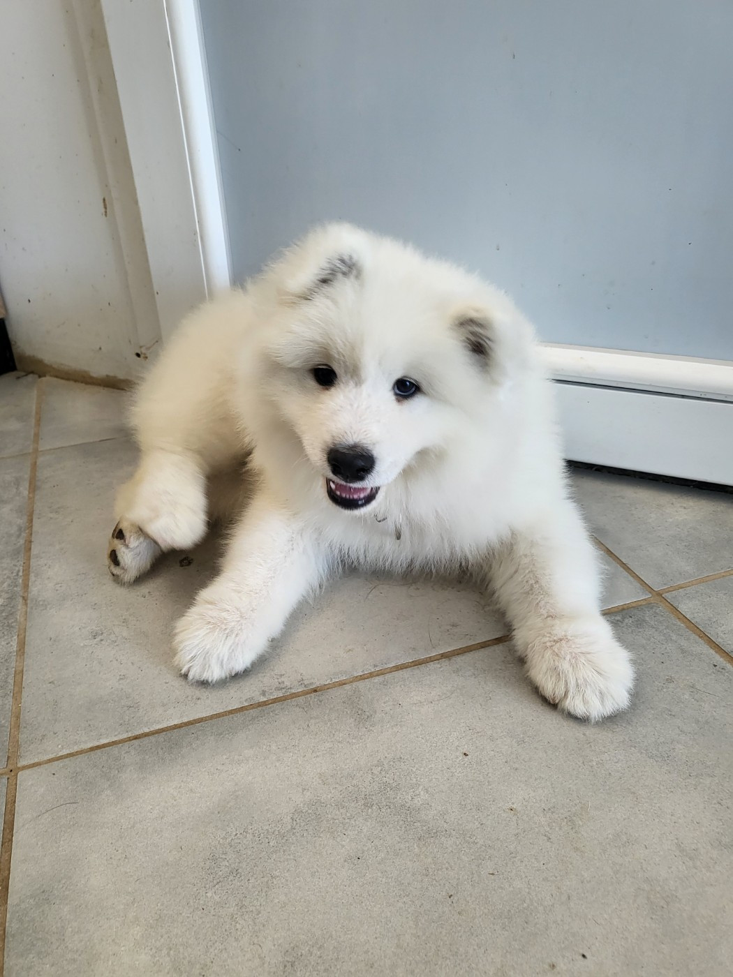 Des Etoiles D'Orens - Chiots disponibles - Samoyède