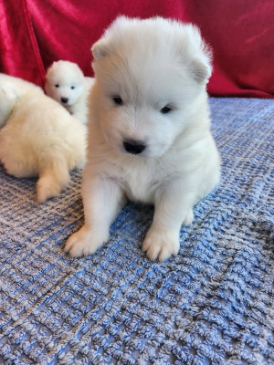 CHIOT 1
