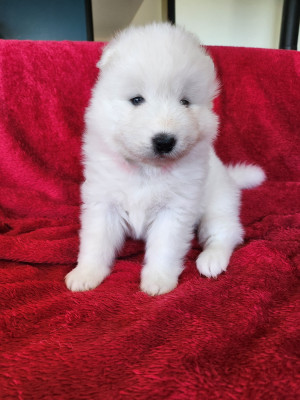 CHIOT 2