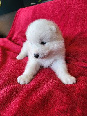 CHIOT 3
