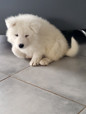 CHIOT 5